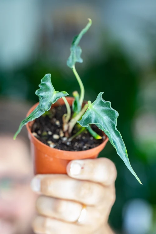 Alocasia Loco-5.jpg