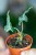 Alocasia Loco-6.jpg