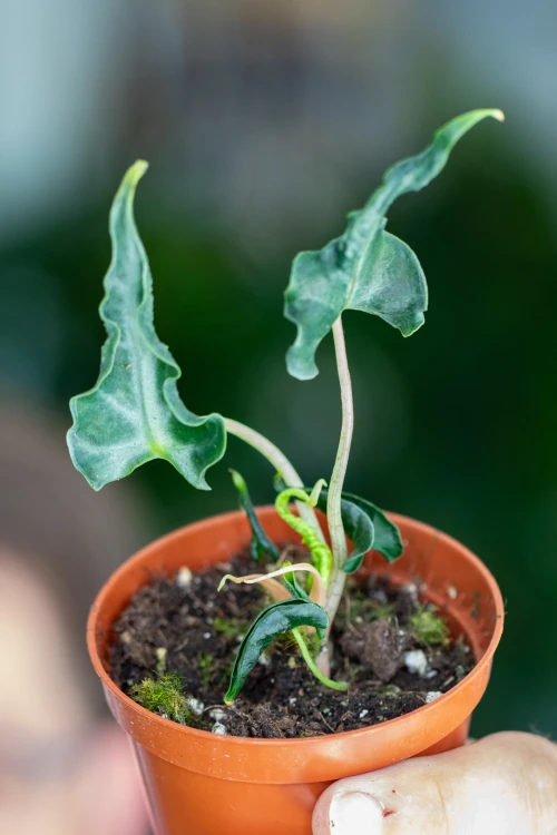 Alocasia Loco-6.jpg
