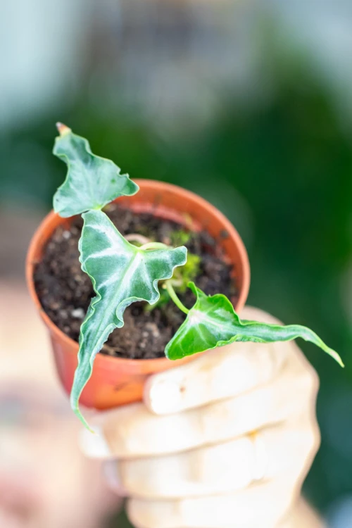 Alocasia Loco-7.jpg