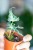 Alocasia Loco-8.jpg