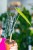 Alocasia Longiloba Purple-1.jpg