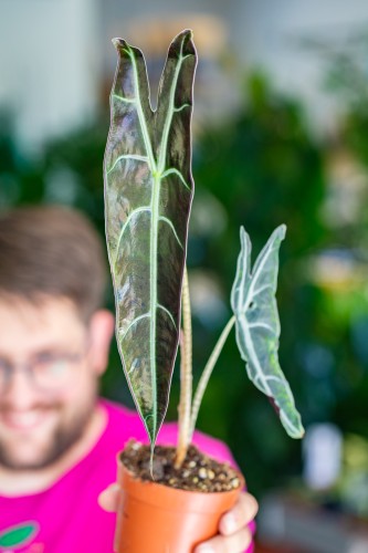 Alocasia Longiloba Purple-2.jpg