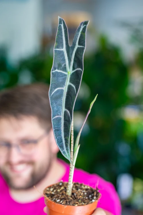 Alocasia Longiloba Purple-3.jpg