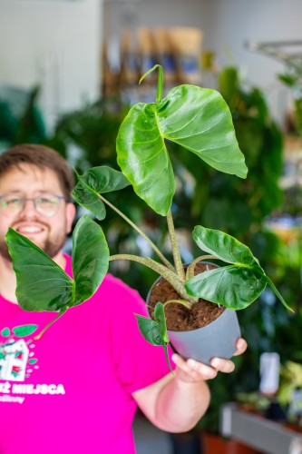 Alocasia Stingrey-1.jpg