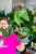 Alocasia Stingrey-1.jpg