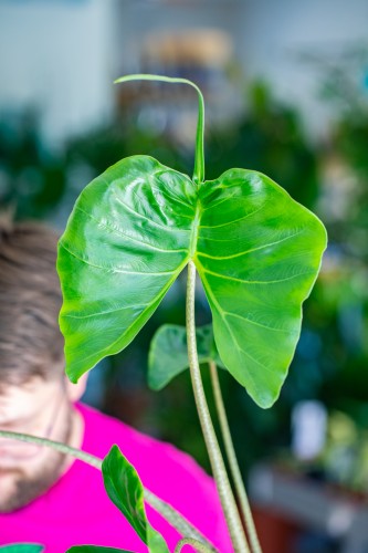 Alocasia Stingrey-2.jpg