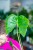 Alocasia Stingrey-2.jpg