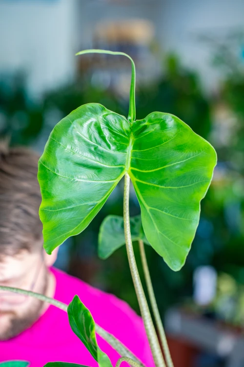 Alocasia Stingrey-2.jpg