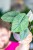 Alocasia Melo-1.jpg