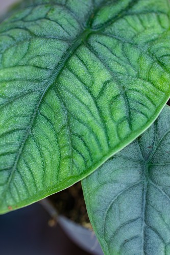 Alocasia Melo-2.jpg