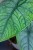 Alocasia Melo-2.jpg
