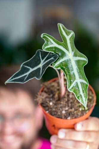 Alocasia Nobilis-1.jpg