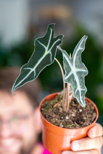 Alocasia Nobilis-2.jpg
