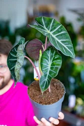 Alocasia Pink Dragon-1.jpg