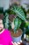 Alocasia Pink Dragon-1.jpg
