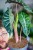 Alocasia Pink Dragon-2.jpg
