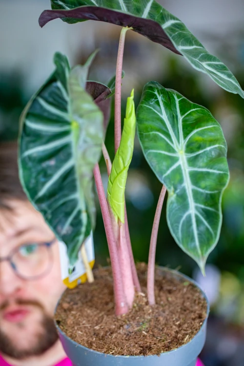 Alocasia Pink Dragon-2.jpg
