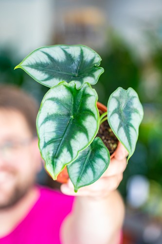 Alocasia Reversa-1.jpg