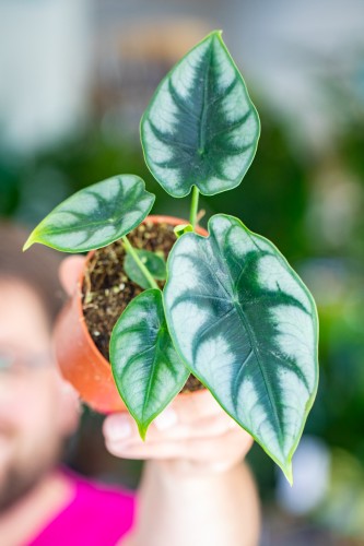 Alocasia Reversa-2.jpg
