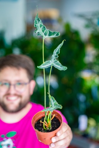 Alocasia Teletubbies-1.jpg