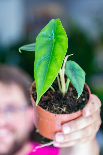 Alocasia Venusta-1.jpg