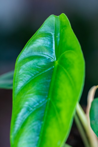 Alocasia Venusta-2.jpg