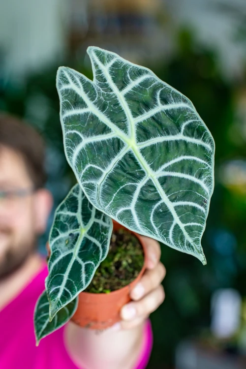 Alocasia Watsoniana Lightining-1.jpg