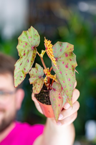 Begonia Amph x-1.jpg
