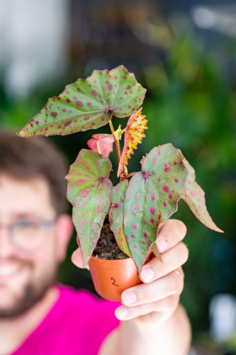 Begonia Amph x-2.jpg