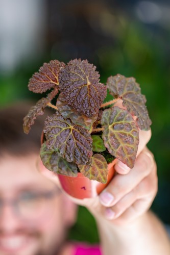 Begonia Black Mountain-1.jpg