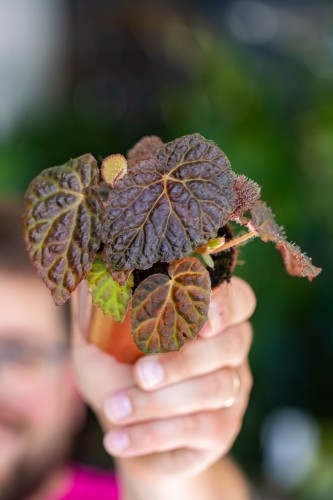 Begonia Black Mountain-2.jpg
