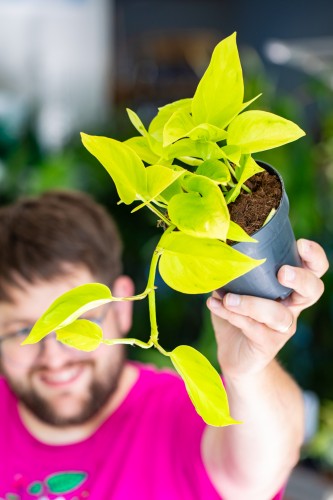 Epipremnum Champs Elysees-1.jpg