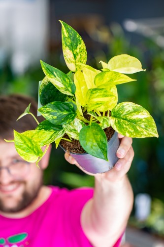 Epipremnum Churchil Gold-1.jpg
