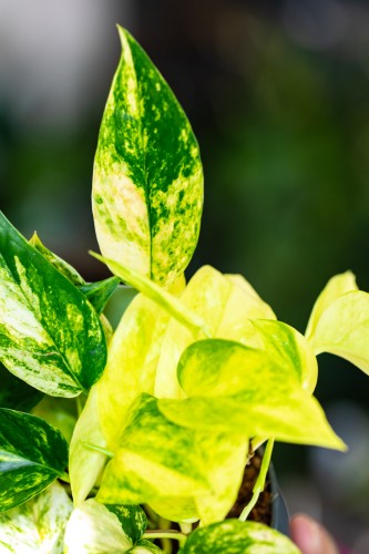 Epipremnum Churchil Gold-2.jpg