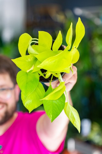Epipremnum Golden Pothos-1.jpg