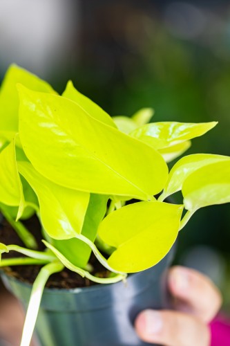 Epipremnum Golden Pothos-2.jpg