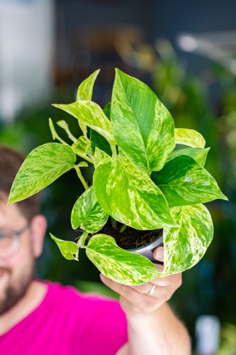 Epipremnum Marble Queen-1.jpg