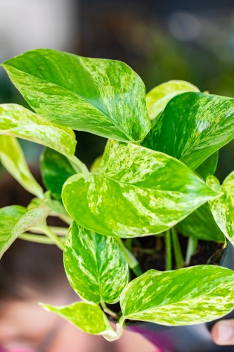 Epipremnum Marble Queen-2.jpg