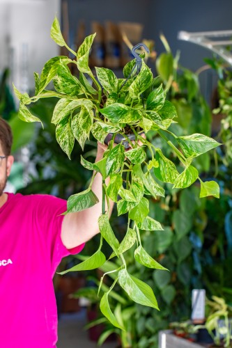 Epipremnum Marble Queen xL-1.jpg