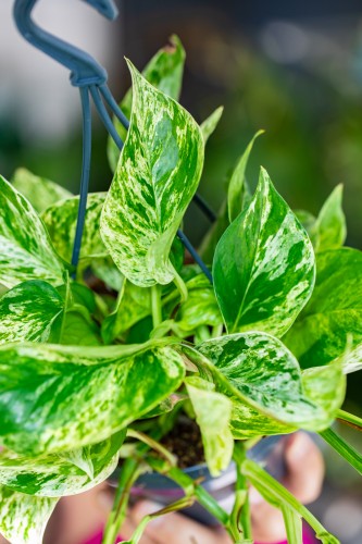 Epipremnum Marble Queen xL-2.jpg