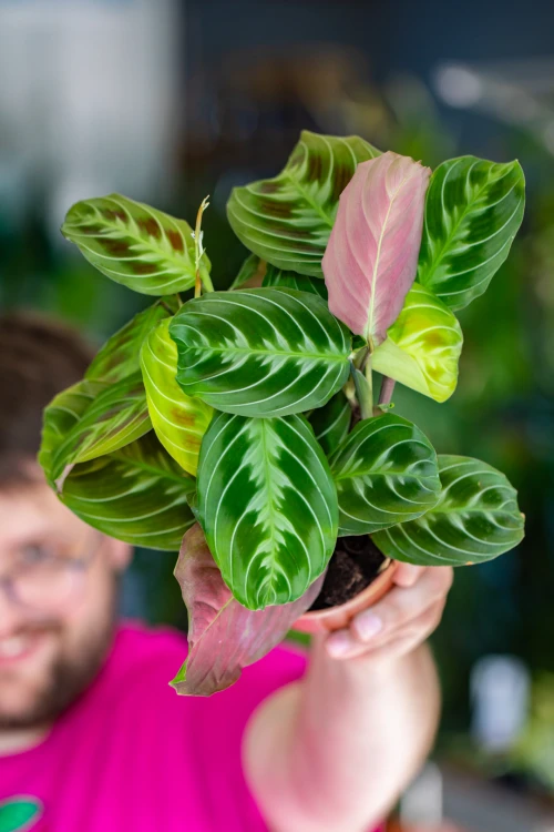 Maranta Dark Form-1.jpg