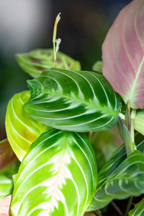 Maranta Dark Form-2.jpg