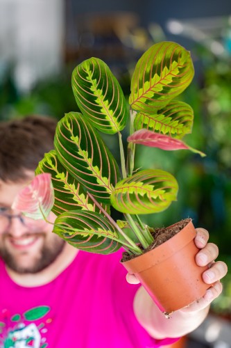 Maranta Fascinator Tricolor-1.jpg