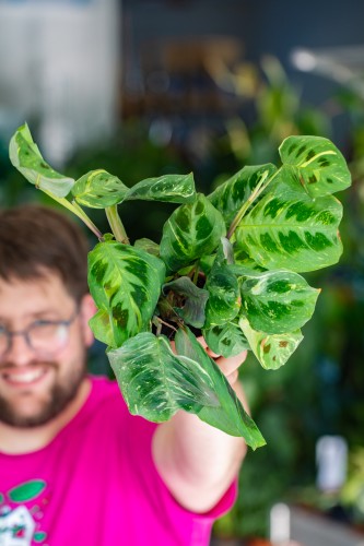 Maranta Fiesta-1.jpg