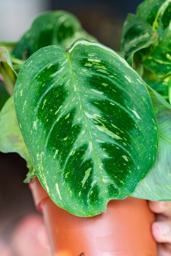 Maranta Fiesta-2.jpg