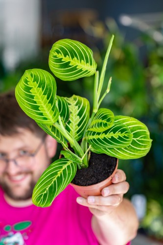Maranta LEmon Lime-1.jpg