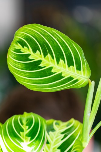 Maranta LEmon Lime-2.jpg