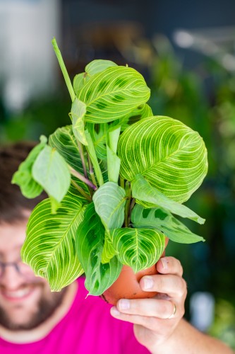 Maranta Light Vines-1.jpg