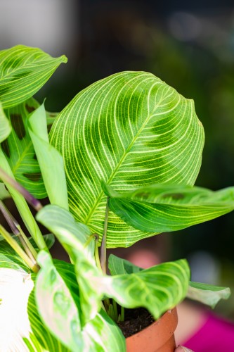 Maranta Light Vines-2.jpg
